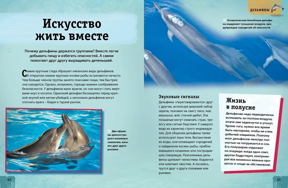 Encyclopedia of Animals. Adults and Offspring