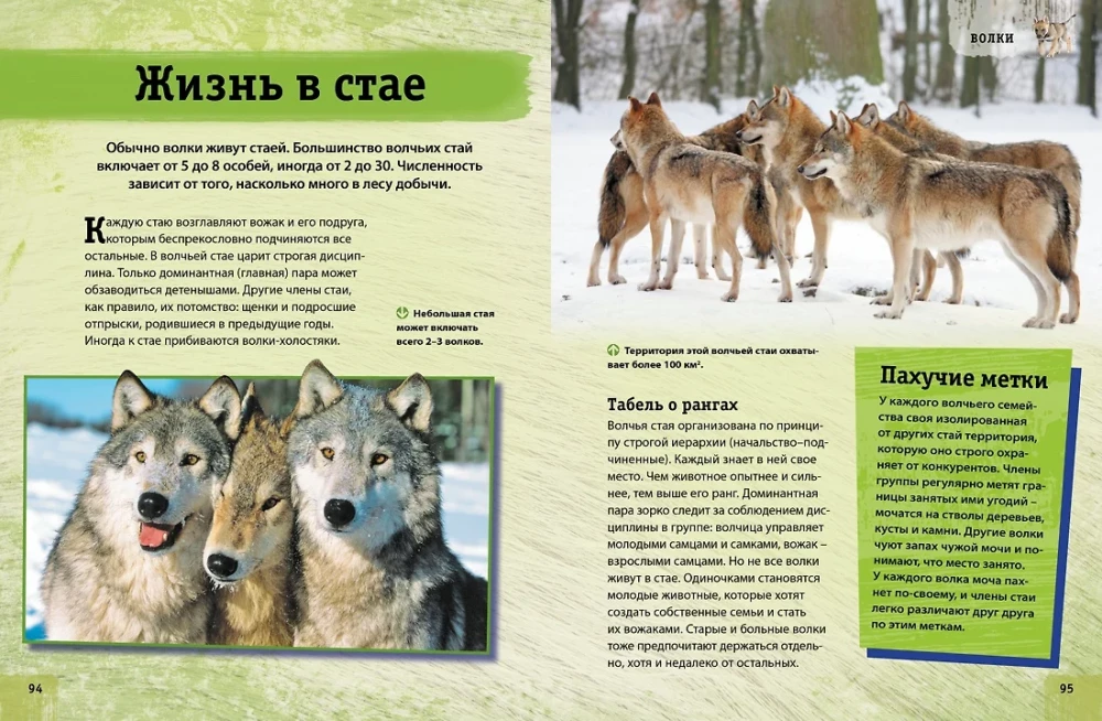 Encyclopedia of Animals. Adults and Offspring