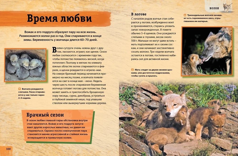 Encyclopedia of Animals. Adults and Offspring