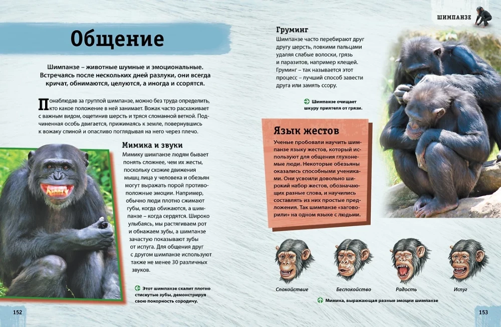 Encyclopedia of Animals. Adults and Offspring