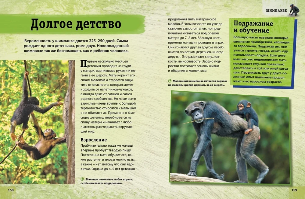 Encyclopedia of Animals. Adults and Offspring