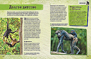Encyclopedia of Animals. Adults and Offspring