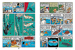 Sharks of the Red Sea