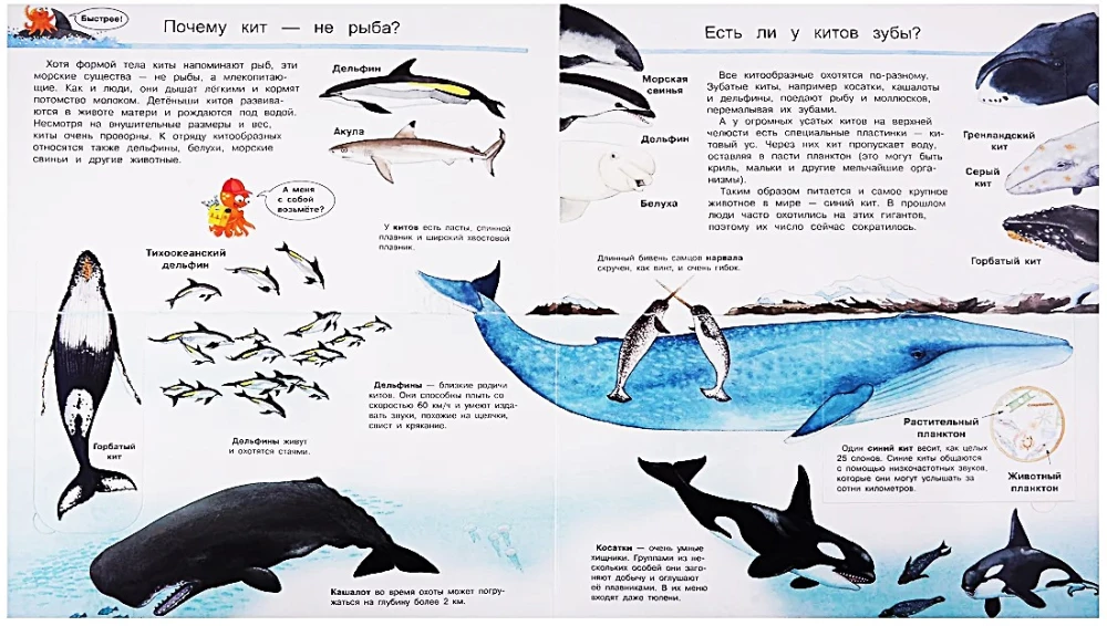 What? Why? How? The World of Marine Animals. With Magical Windows