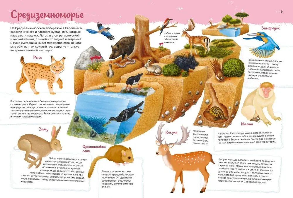 Animals. My First Picture Atlas