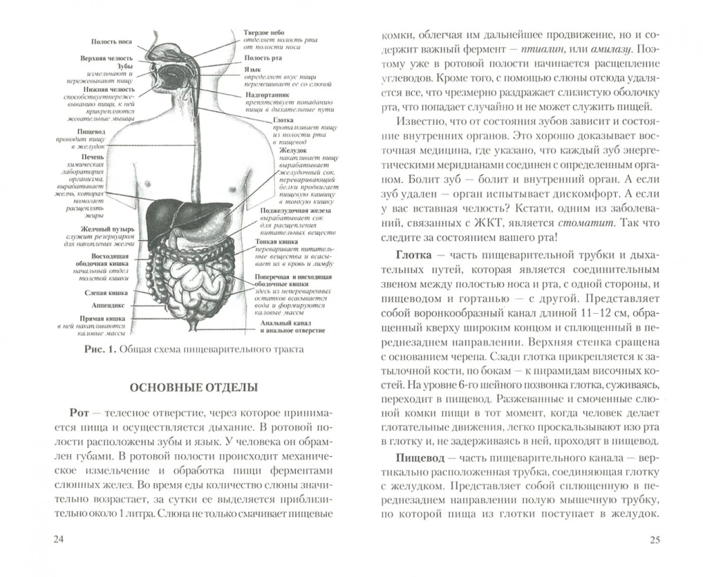 Gastrointestinal Tract: Functions, Diseases, and Health Improvement