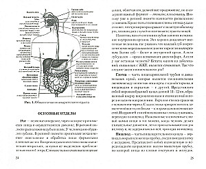 Gastrointestinal Tract: Functions, Diseases, and Health Improvement