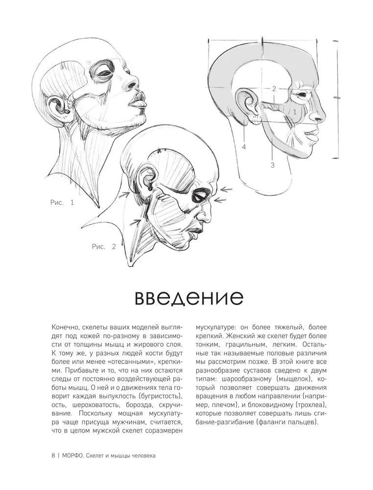 МОРФО. Скелет и мышцы человека. Анатомия для художников