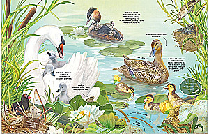 Secrets of Lake Animals