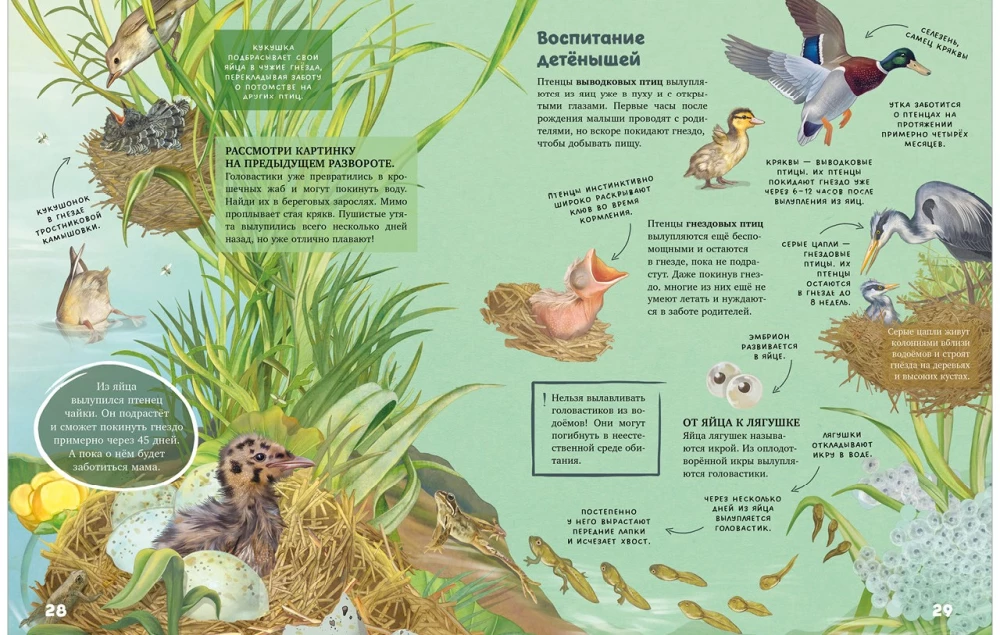 Die Geheimnisse der Tiere des Sees