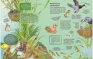 Die Geheimnisse der Tiere des Sees