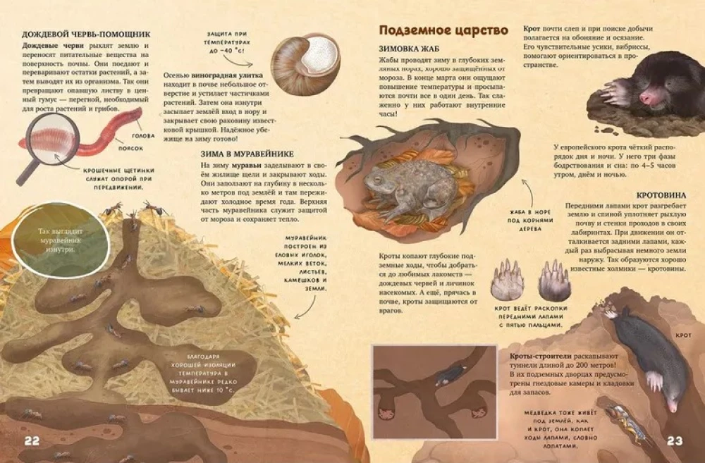 Amazing Encyclopedias. Secrets of the Autumn Forest. Visual Encyclopedia