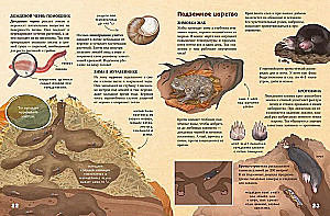 Amazing Encyclopedias. Secrets of the Autumn Forest. Visual Encyclopedia