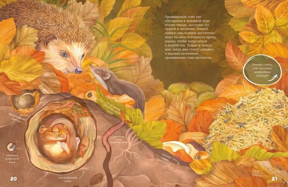 Amazing Encyclopedias. Secrets of the Autumn Forest. Visual Encyclopedia