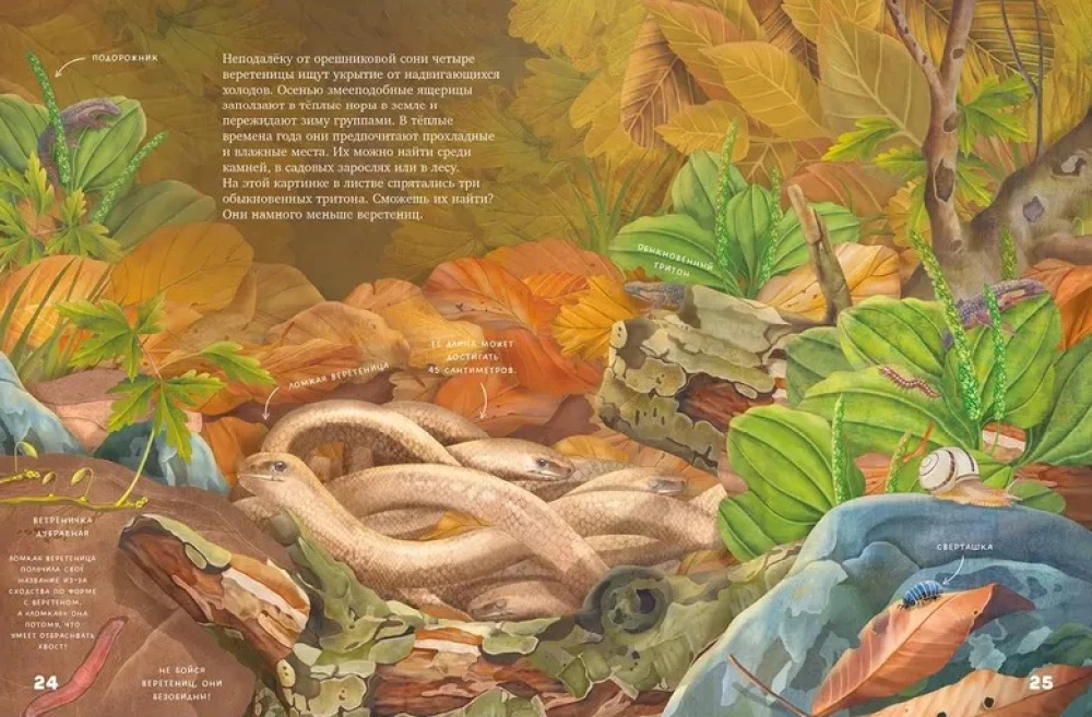 Amazing Encyclopedias. Secrets of the Autumn Forest. Visual Encyclopedia