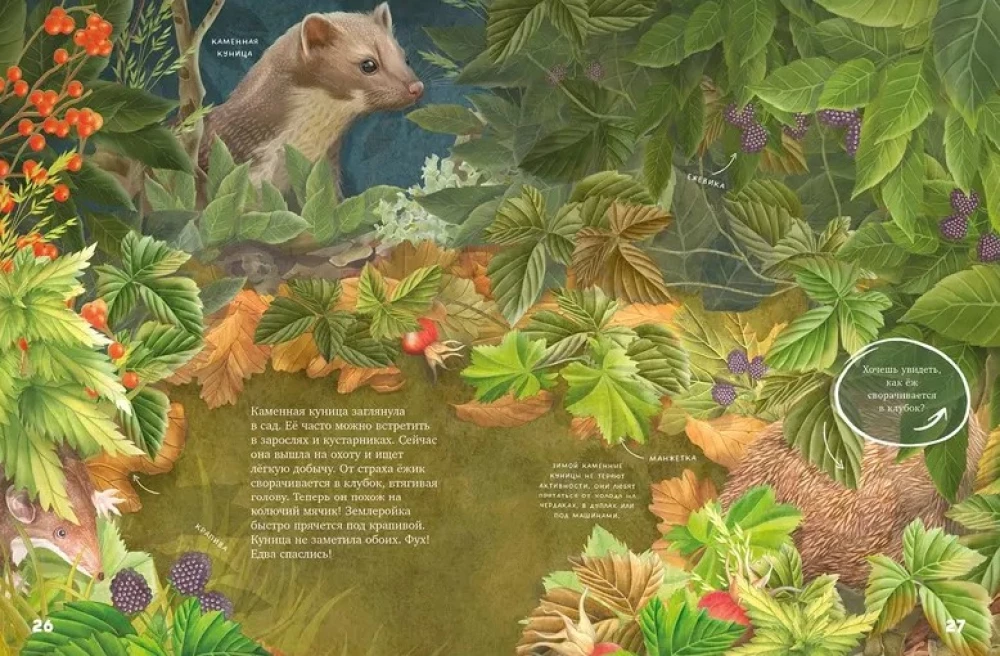 Amazing Encyclopedias. Secrets of the Autumn Forest. Visual Encyclopedia
