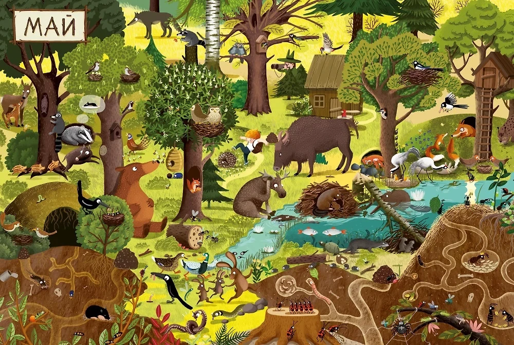 A Year in the Forest