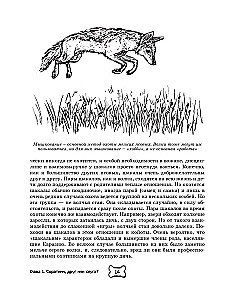 Pies. Pełny przewodnik po tresurze i pielęgnacji