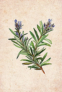 Essential Oils. Emotional Aromatherapy of Women's Destiny