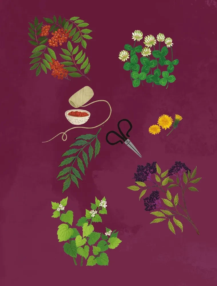 Herbs. Magical Supplies. An Illustrated Guide to Gathering and Preparing Magical Plants, Their Beneficial Properties, and Seasonal Rituals