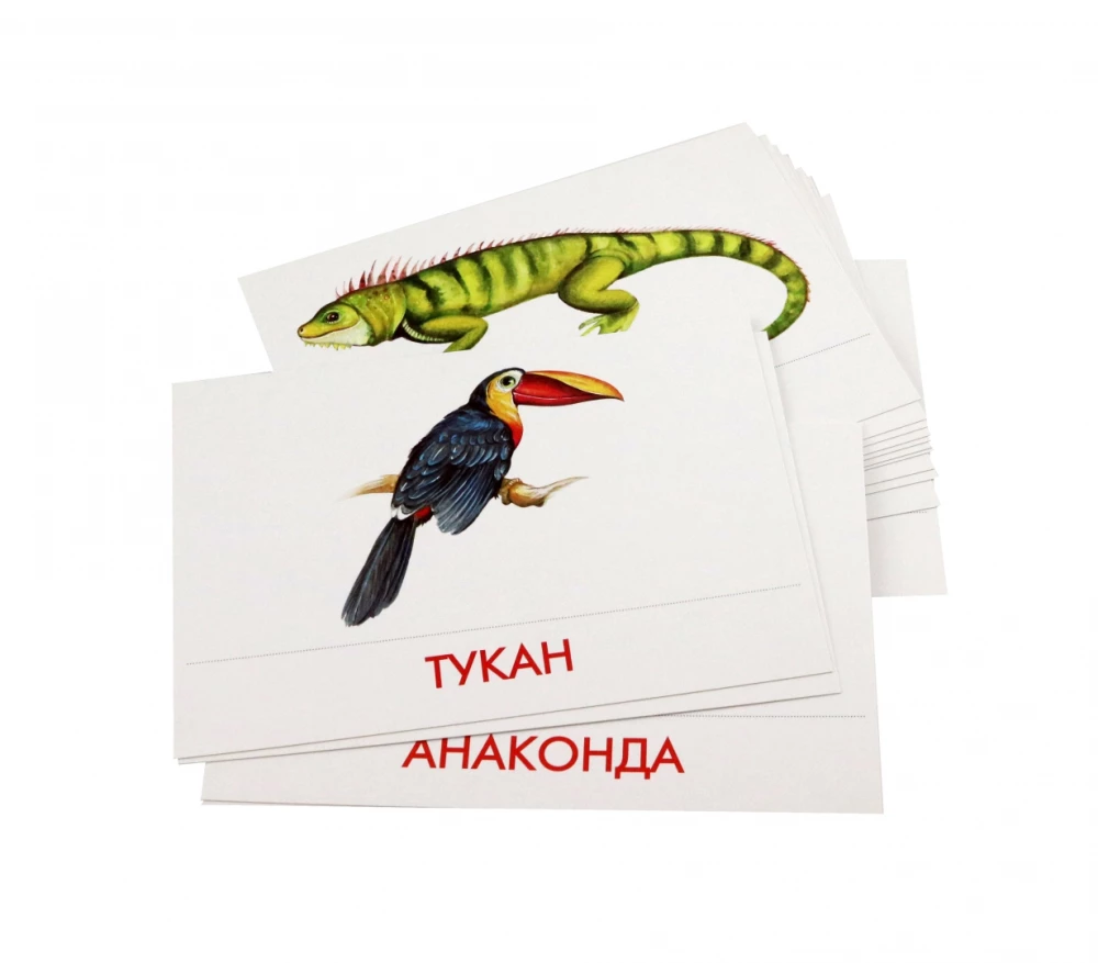 Didactic Cards - Animals of South America
