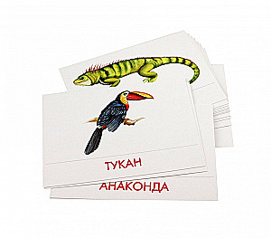 Didactic Cards - Animals of South America