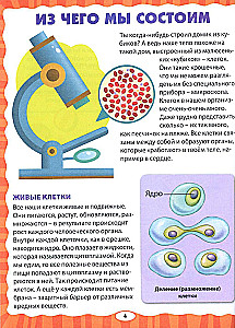 Anatomy for Kids. How Your Body Works