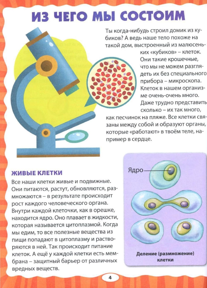 Anatomy for Kids. How Your Body Works