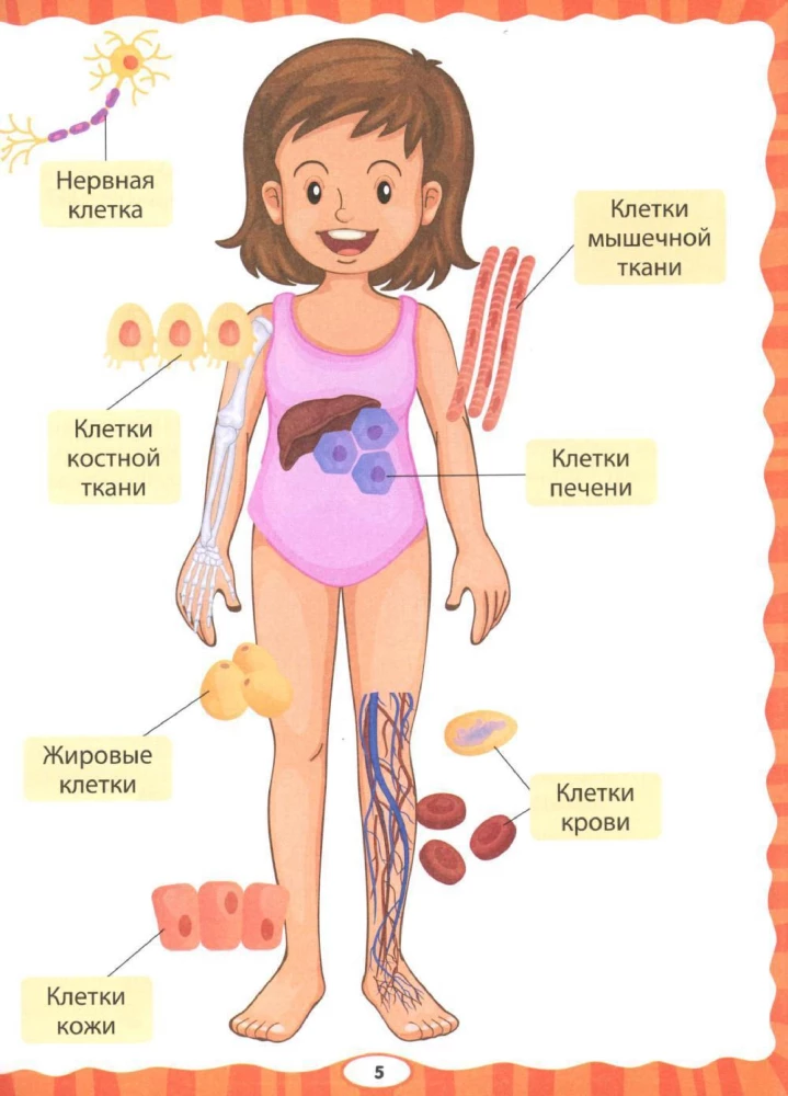 Anatomy for Kids. How Your Body Works