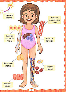 Anatomy for Kids. How Your Body Works
