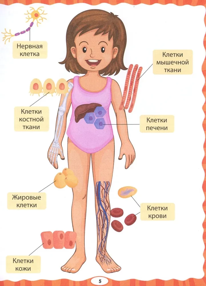 The Human Body. The First Encyclopedia for Toddlers