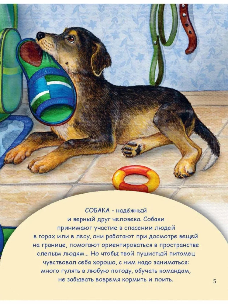 Pets