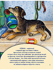 Pets