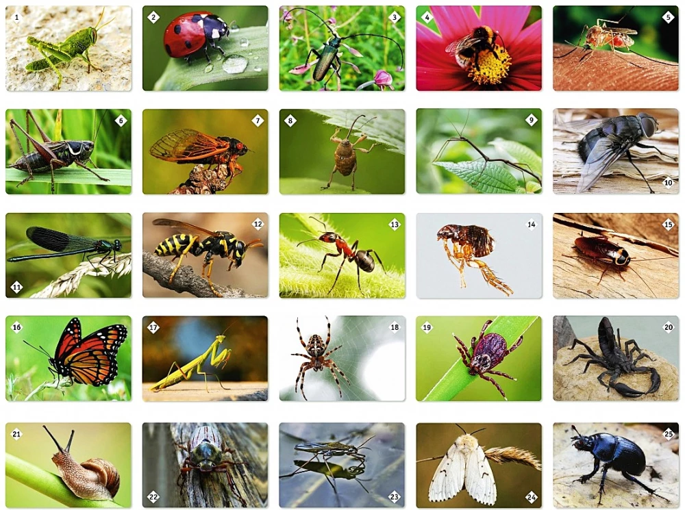 Board Game - Memo World of Insects and Beyond