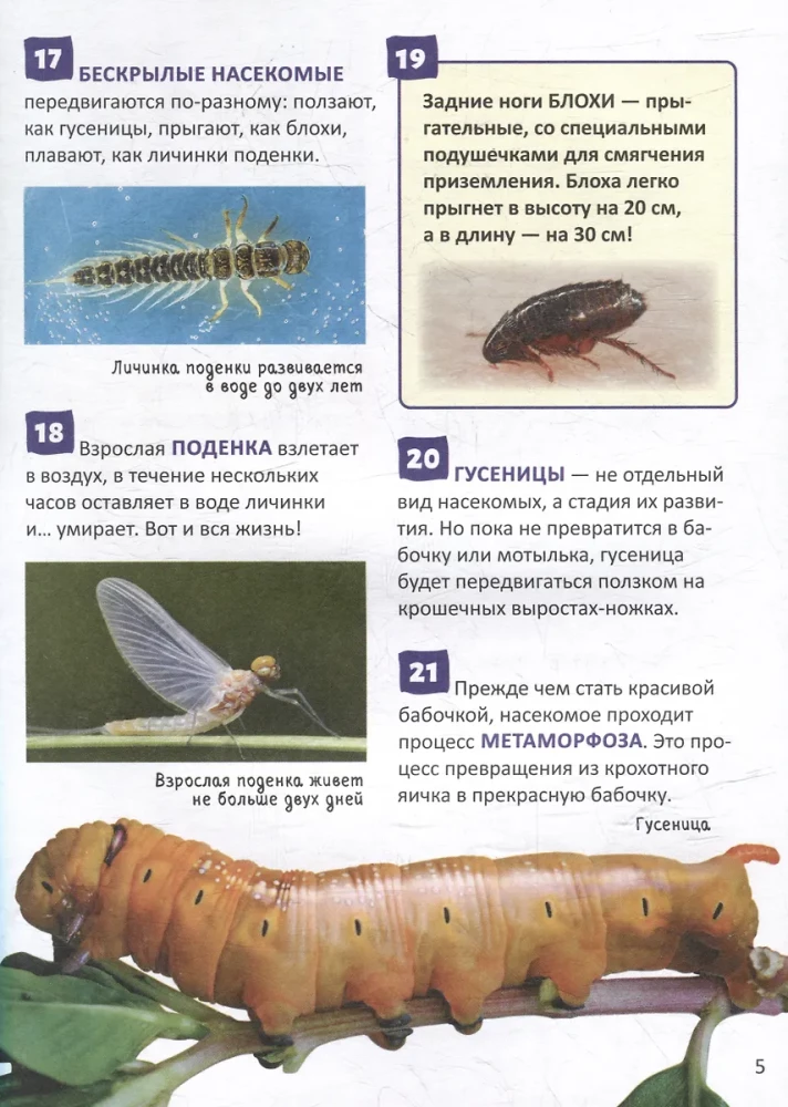 Насекомые