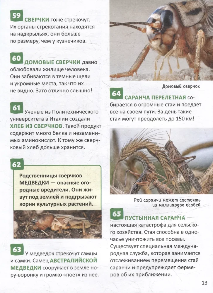 Насекомые