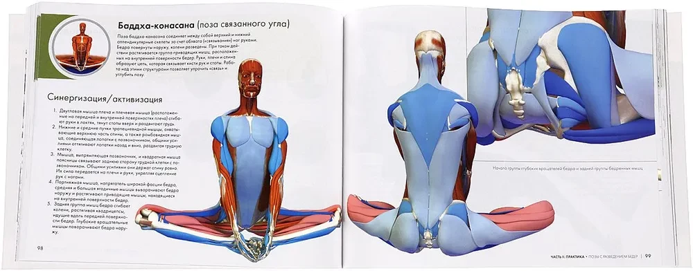Kluczowe pozycje jogi: Przewodnik po funkcjonalnej anatomii jogi
