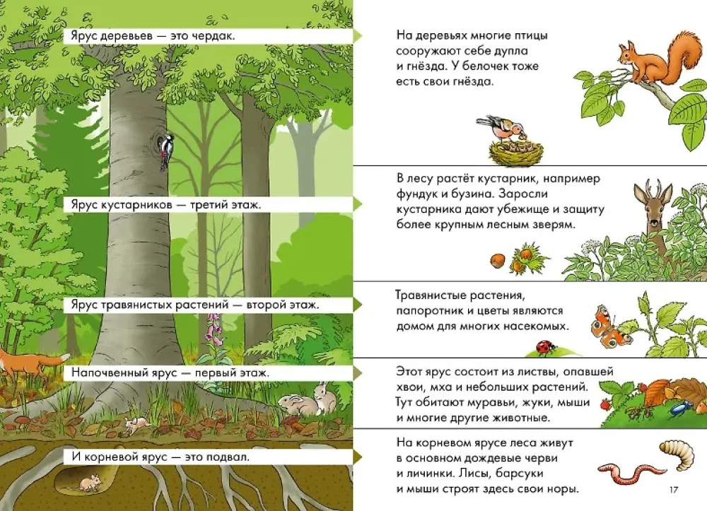Comics with Connie. Forest Detectives