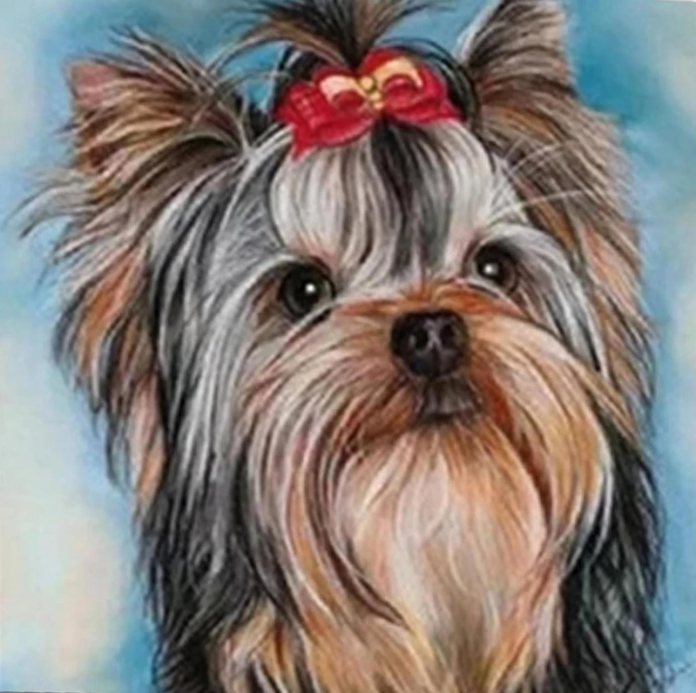 Obraz według numerów - Yorkshire Terrier