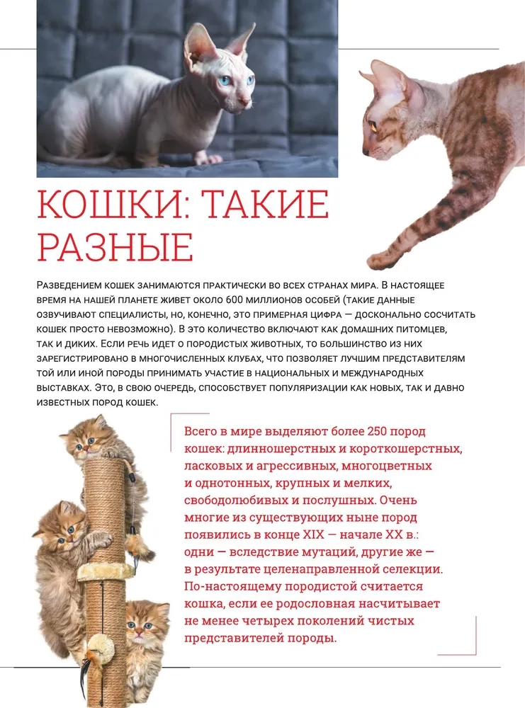 Kotki. Duża wizualna encyklopedia
