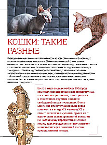 Kotki. Duża wizualna encyklopedia