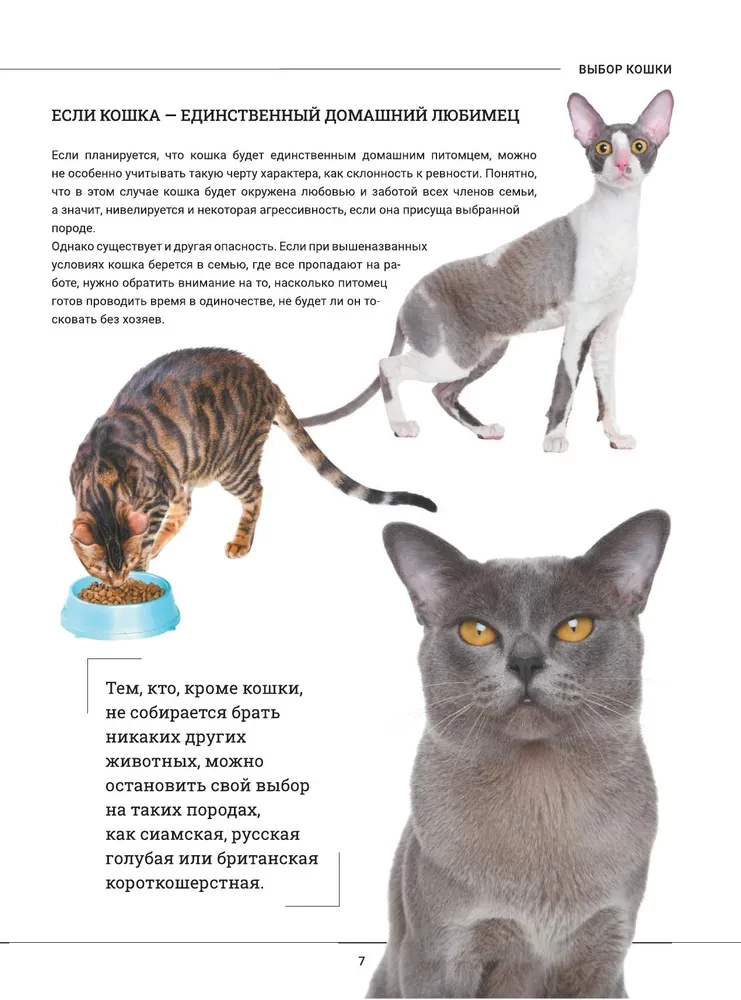 Kotki. Duża wizualna encyklopedia