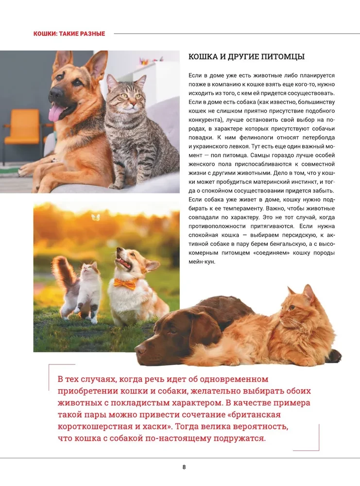 Kotki. Duża wizualna encyklopedia