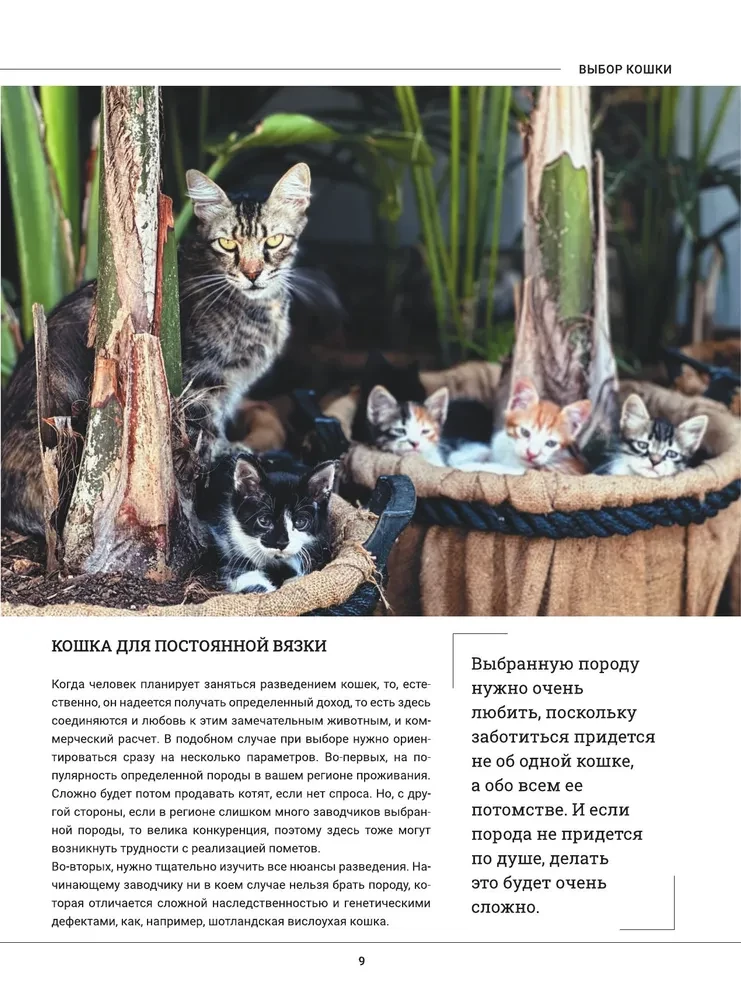 Kotki. Duża wizualna encyklopedia