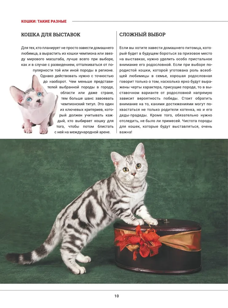 Kotki. Duża wizualna encyklopedia