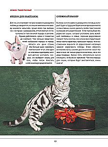 Kotki. Duża wizualna encyklopedia