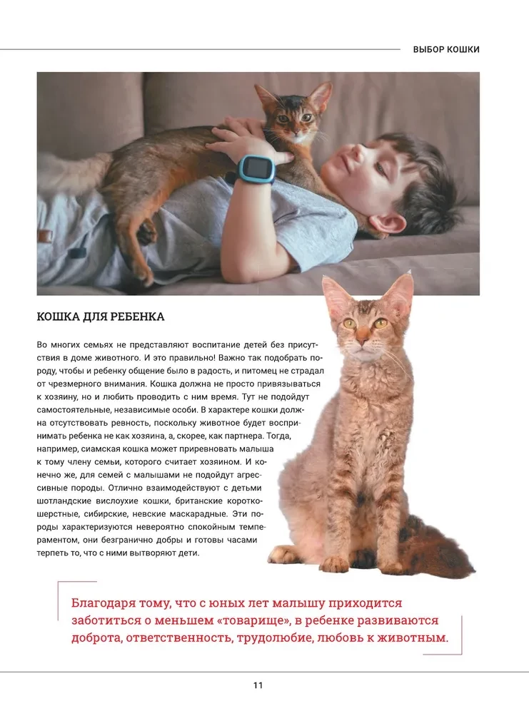 Kotki. Duża wizualna encyklopedia