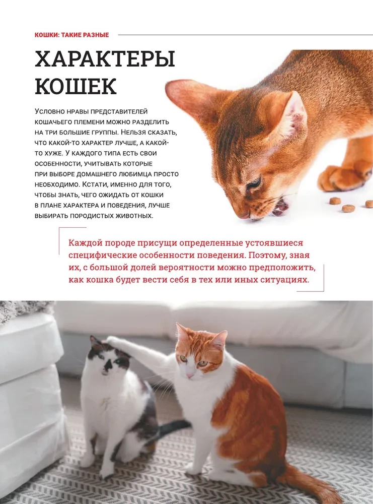 Kotki. Duża wizualna encyklopedia
