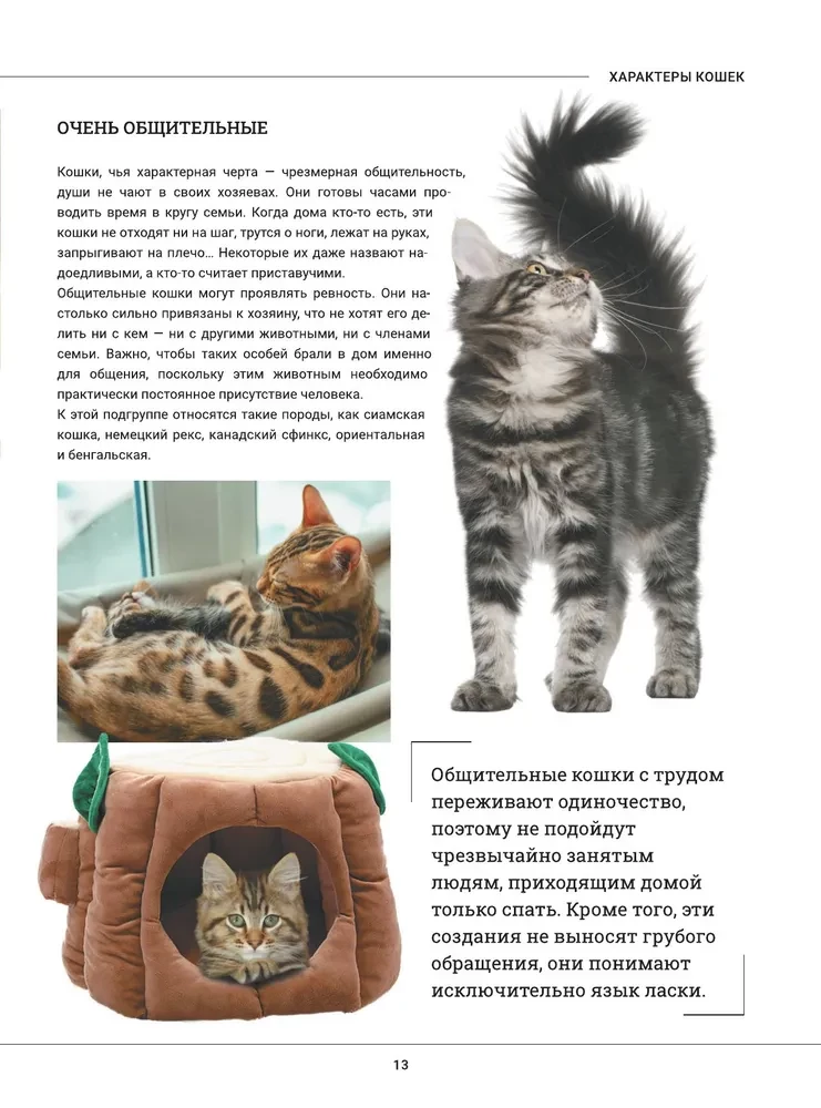 Kotki. Duża wizualna encyklopedia