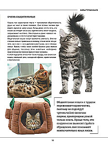 Kotki. Duża wizualna encyklopedia
